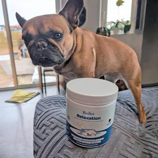 A high-clarity, eye-level product shot featuring a dog next to its relaxation supplement, using a clean, home-environment aesthetic to build trust.